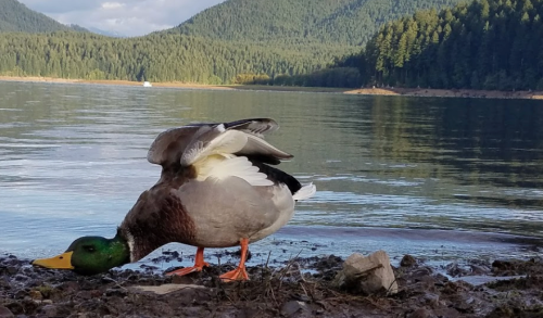 A mallard duck bends down near the water's edge, surrounded by a scenic landscape of trees and mountains.