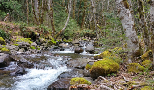 A serene forest stream flows over moss-covered rocks, surrounded by lush greenery and tall trees.