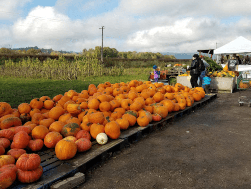 A pumpkin patch with a large display of orange pumpkins on pallets, set against a cloudy sky and green fields.