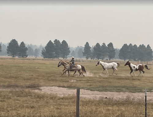 A rider on a horse leads three horses across a grassy field with trees in the background, under a hazy sky.