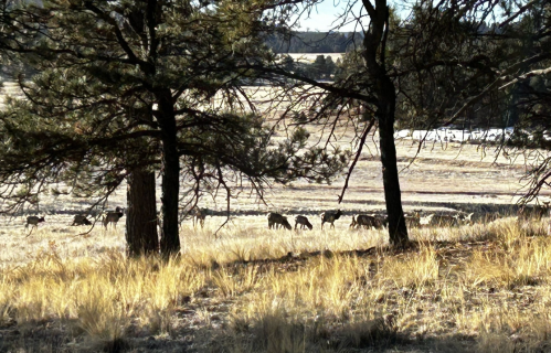 A herd of deer grazing in a grassy field, framed by trees in a serene, natural landscape.