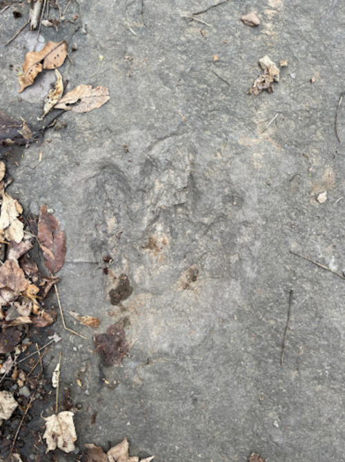 A faint animal paw print on a rocky surface, surrounded by dry leaves and dirt.