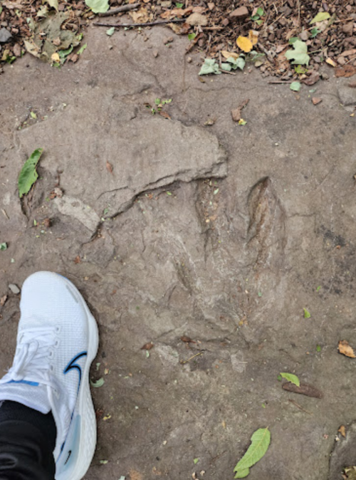 A white sneaker next to a large animal track on a rocky, leaf-strewn surface.