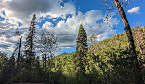 A scenic view of tall trees and mountains under a partly cloudy sky, showcasing lush greenery and natural beauty.