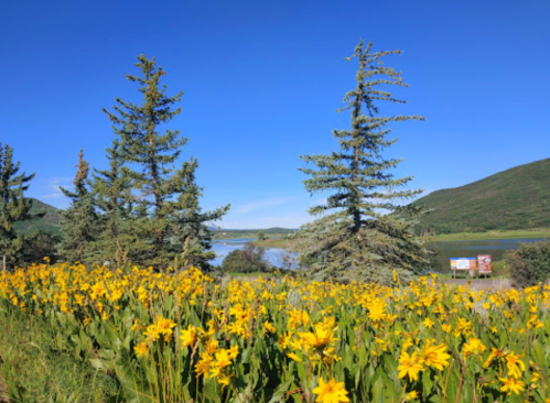 A vibrant field of yellow flowers in front of tall trees, with a serene lake and mountains in the background under a clear blue sky.