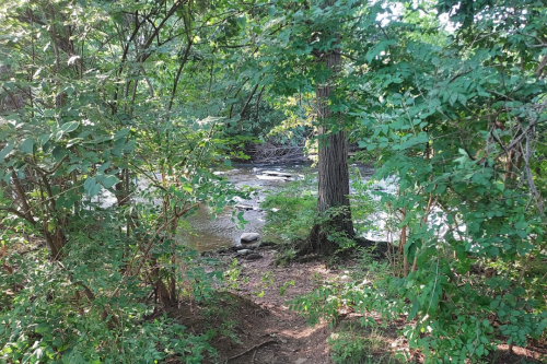 A serene forest scene with a winding stream surrounded by lush greenery and trees.
