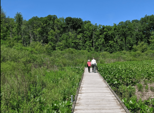 Two people walk hand in hand along a wooden boardwalk through lush greenery under a clear blue sky.