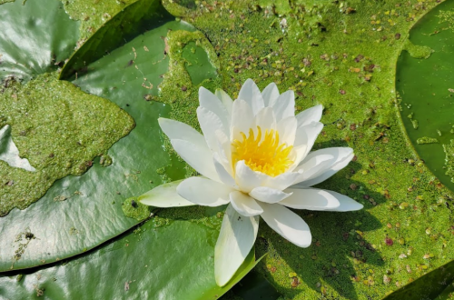 A white water lily with a yellow center blooms on a green lily pad covered in algae.