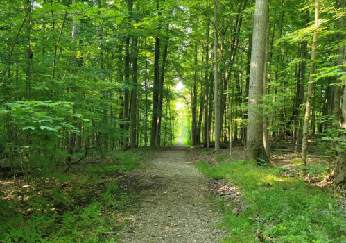 A serene forest path lined with lush green trees, leading into a bright, sunlit clearing.