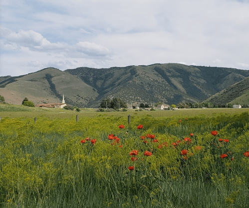 A vibrant field of red flowers in the foreground, with rolling green hills and a cloudy sky in the background.