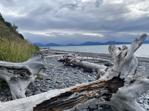 Driftwood on a rocky beach with mountains and cloudy skies in the background.
