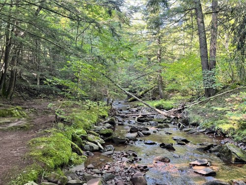 A serene forest scene with a clear stream flowing through lush greenery and scattered rocks. Sunlight filters through the trees.