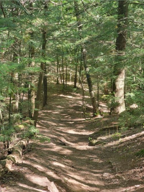 A winding dirt path through a lush green forest, surrounded by tall trees and dappled sunlight.