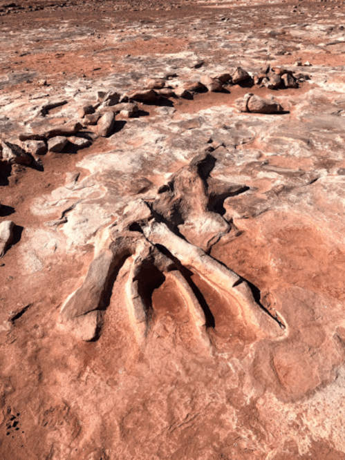 Fossilized dinosaur tracks embedded in rocky terrain, showcasing distinct claw marks and footprints.