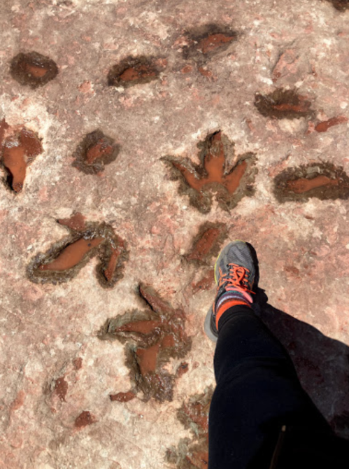 A person's foot next to large dinosaur footprints in muddy rock, showcasing the size and depth of the tracks.