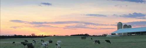 Cows grazing in a field at sunset, with a barn and silos in the background.