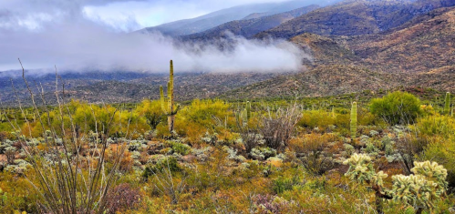 A scenic desert landscape with cacti, shrubs, and mountains shrouded in mist under a cloudy sky.