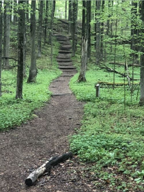 A winding forest path leads to wooden steps ascending through lush greenery and trees.