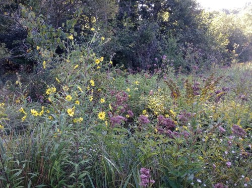 A vibrant field filled with yellow and pink wildflowers surrounded by lush green foliage.