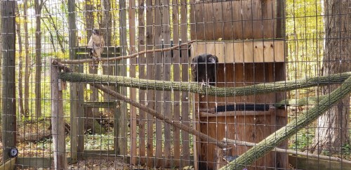 A fenced enclosure in a forest with two animals, one on a branch and another near a wooden structure.