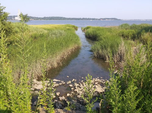 A serene waterway surrounded by lush green grasses and plants, leading to a calm body of water in the distance.