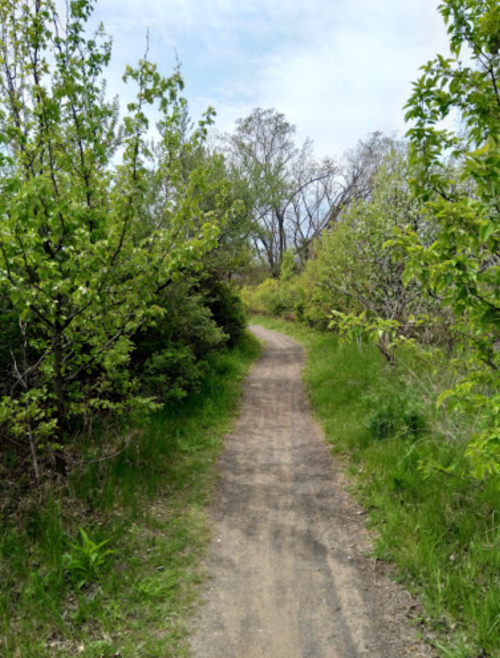 A winding dirt path surrounded by lush green trees and shrubs on a sunny day.