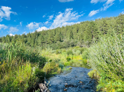 A serene stream flows through lush greenery, surrounded by tall trees under a bright blue sky with scattered clouds.