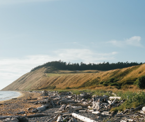 A coastal landscape featuring a grassy hill, driftwood on the shore, and a clear blue sky.
