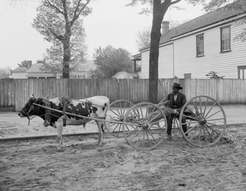 A man sits in a wooden cart pulled by a cow, with a rustic fence and buildings in the background.