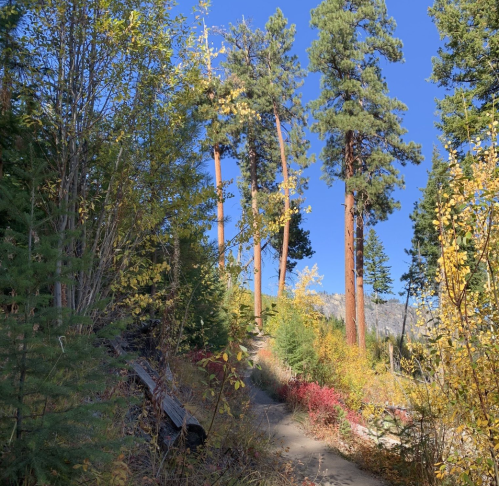 A winding trail through a forest with tall trees and colorful autumn foliage under a clear blue sky.