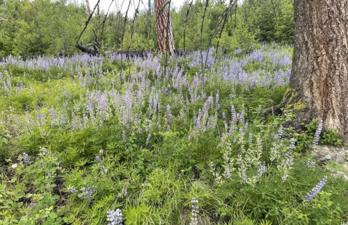A lush field of purple and white wildflowers surrounded by green foliage and trees in a forested area.