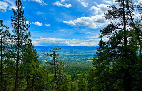 A scenic view of a lush green valley surrounded by mountains, framed by tall pine trees under a blue sky with clouds.