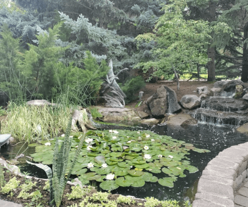 A serene garden scene featuring a pond with lily pads, a small waterfall, and lush greenery surrounding the area.