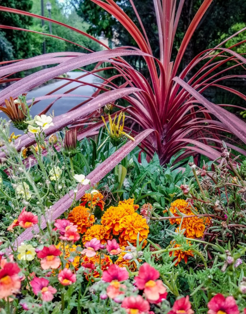 A vibrant garden featuring red foliage and colorful flowers, including orange marigolds and pink blooms.