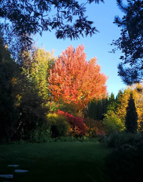 A vibrant autumn scene featuring a bright red tree surrounded by colorful foliage against a clear blue sky.