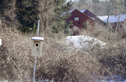 A snowy birdhouse stands in the foreground, with a red barn and trees blurred in the background.