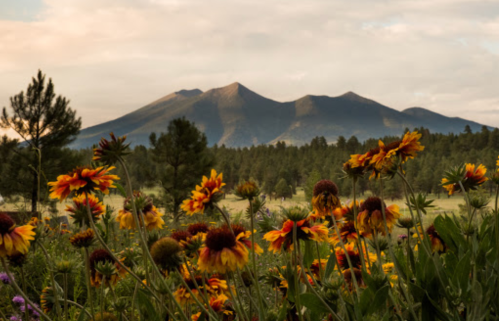 A field of vibrant flowers in the foreground with a mountain range and cloudy sky in the background.