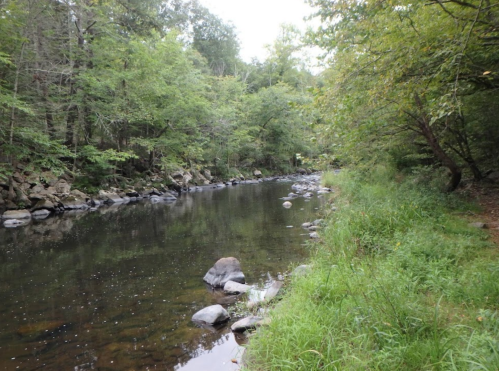 A serene river flows through a lush green forest, lined with rocks and trees, reflecting the calm surroundings.