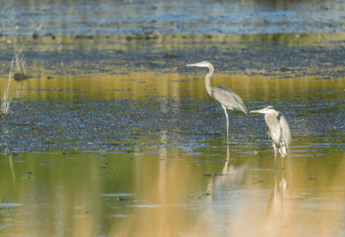 Two herons standing in a shallow, reflective wetland, surrounded by tall grasses and a serene landscape.