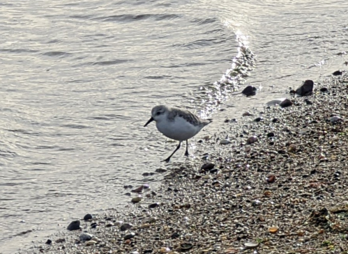 A small bird walks along a sandy shore, near gentle waves lapping at the beach.