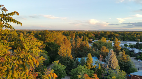 A panoramic view of lush green trees and a clear sky, with distant mountains under soft evening light.