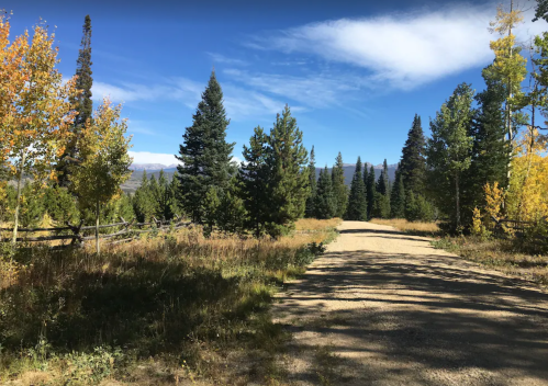 A dirt road winds through a forest of tall pine trees under a clear blue sky with distant mountains.