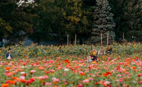 A vibrant flower field with people picking flowers among colorful blooms and sunflowers in the background.