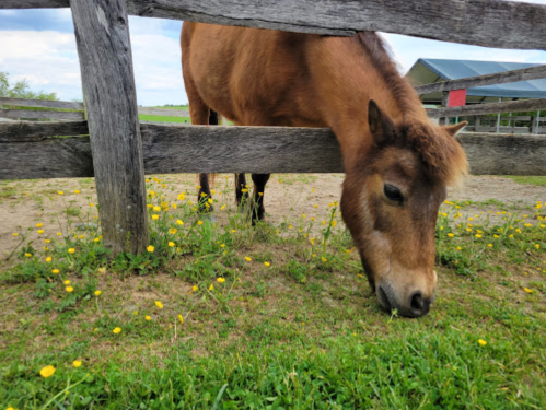 A brown pony grazing on grass near a wooden fence, surrounded by yellow flowers and a rural landscape.