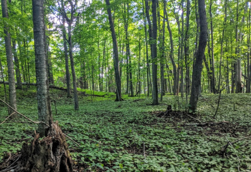 Lush green forest with tall trees and a carpet of foliage covering the ground. Sunlight filters through the leaves.