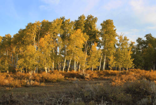A grove of golden autumn trees stands against a clear blue sky, surrounded by vibrant orange foliage.