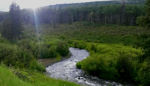 A serene river flows through lush green vegetation, surrounded by trees and hills under a bright sky.