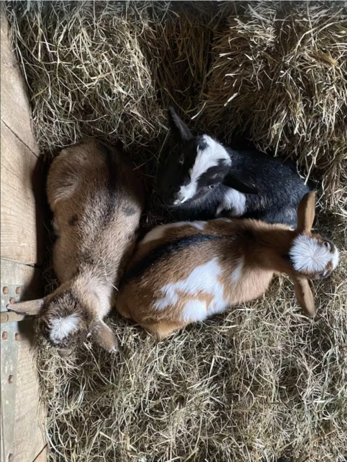 Three goats resting on hay in a barn, with varying colors of brown, black, and white.