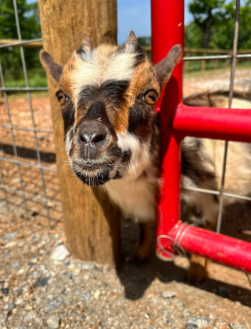 A close-up of a goat's face peeking through a red fence, with a blurred background of greenery.
