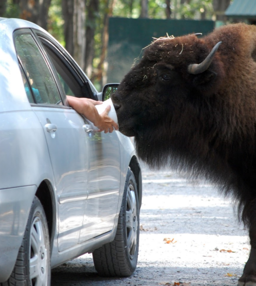 A bison approaches a car, where a person is feeding it from the driver's side window.